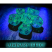 Chessex Borealis Teal/gold Luminary Polyhedral 7-Dice Set