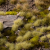 Light Green Wild Tufts 4mm