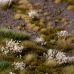 White Flowers