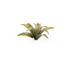 Deer Fern