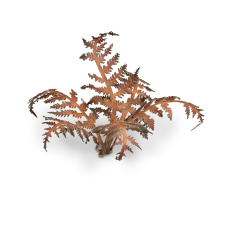 Dry Bracken